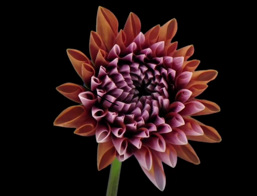 Design og arkitektur skal være inkluderende for ældre