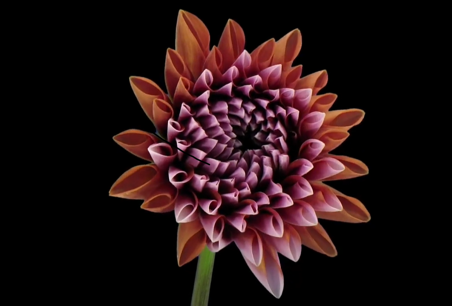 Rød blomst på sort baggrund